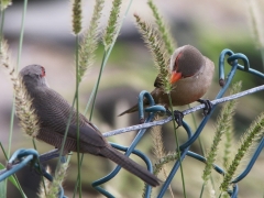 Helenaastrild (Estrilda astrild, Common Waxbill) Maspalomas, Gran Canaria, Spain.