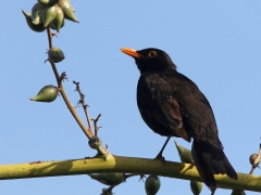 Koltrast (Turdus merula, Common Blackbird) Maspalomas, Gran Canaria, Spain.