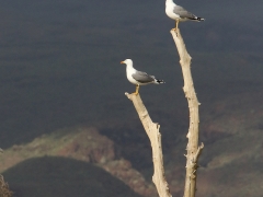 Medelhavstrut (Larus michahellis (atlantis), Yellow-legged Gull) La Charca, Maspalomas, Gran Canaria, Spain.