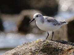 Sandlöpare Calidris alba Sanderling