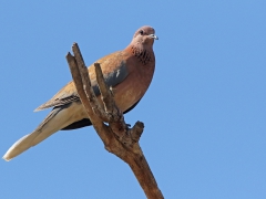 Palmduva (Streptopelia senegalensis, Laughing Dove) Maspalomas, Gran Canaria, Spain.