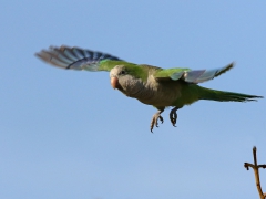 Munkparakit (Myiopsitta monachus, Monk Parakeet) Maspalomas, Gran Canaria, Spain.