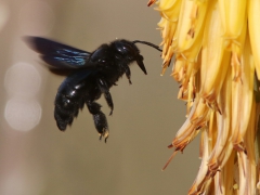 Bombus canariensis (?) "Kanariahumla", Maspalomas, Gran Canaria, Spain.