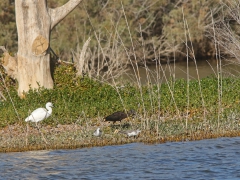 Bronsibis Plegadis falcinellus , silkeshäger , gluttsnäppa Maspalomas, Gran Canaria, Spain.