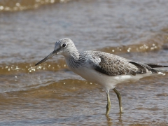 Gluttsnäppa Tringa nebularia Common Greenshank