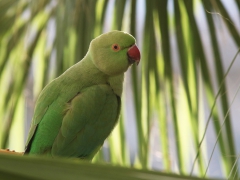 Halsbandsparakit Psittacula krameri Rose-ringed parakeet