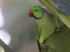 Halsbandsparakit Psittacula krameri Rose-ringed parakeet