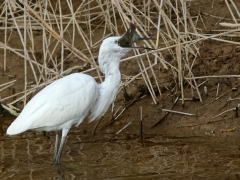 Silkeshäger Egretta garzetta Little Egret