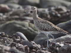 Småspov Numenius phaeopus Whimbrel