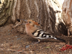 Härfågel Upupa epos Eurasian Hoopoe