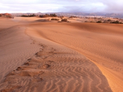 Maspalomasöknen,  Maspalomas, Gran Canaria.