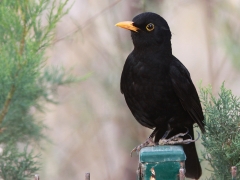 Koltrast Turdus merula Common Blackbird