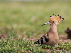 Härfågel Upupa epos Eurasian Hoopoe