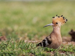 Härfågel Upupa epos Eurasian Hoopoe