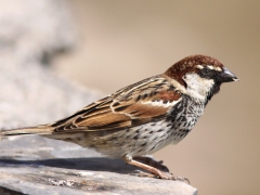 Spansk sparv (Passer hispaniolensis, Spanish Sparrow) Maspalomas, Gran Canaria.