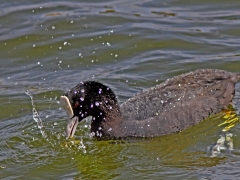 Sothöna (Fulica Atra, Eurasian Coot) la Charca, Maspalomas, Gran Canaria, Spain.