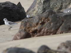 Sandlöpare Calidris alba Sanderling