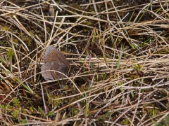 Disas gräsfjäril (Erebia disa, Disa Alpine) Krokvik, Jukkasjärvi, T lpm.