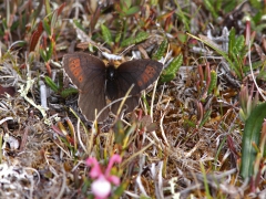 Fjällgräsfjäril (Erebia pandrose, Dewy Ringlet) Abisko Östra, T lm.