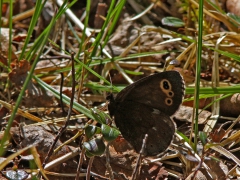 Gulringad gräsfjäril (Erebia embla, Lapland Ringlet) Jukkasjärvi, T lm.