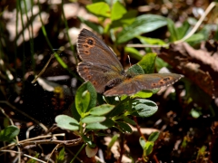 Gulringad gräsfjäril (Erebia embla, Lapland Ringlet) Jukkasjärvi, T lm.