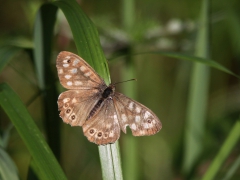 Kvickgräsfjäril (Pararge aegeria, Speckled Wood) Grinduga, Gävle, Gstr.