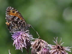 Sandgräsfjäril (Hipparchia semele, Grayling) Västernäs, Ramdala, Bl.