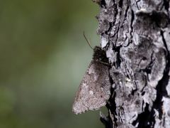 Tallgräsfjäril (Oeneis jutta, Baltic Grayling) Kurravaara, Jukkasjärvi, T lm.