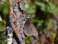 Tallgräsfjäril (Oeneis jutta, Baltic Grayling) Kurravaara, Jukkasjärvi, T lm.