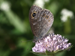 Vitgräsfjäril (Lasiommata maera, Large Wall brown) Grinduga, Gävle, Gstr.