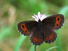 Skogsgräsgräsfjäril (Erebia ligea,  Arran Brown) östra Sand, Åhus, Sk.