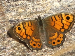 Svingelgräsfjäril, hona (Lasiommata megera, Wall Brown) Västernäs, Ramdala, Bl.
