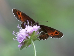 Skogsgräsgräsfjäril (Erebia ligea,  Arran Brown) östra Sand, Åhus, Sk.