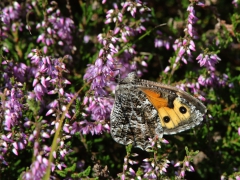 Sandgräsfjäril (Hipparchia semele, Grayling) Skanholmen, V. Skällö, Ramdala, Bl.