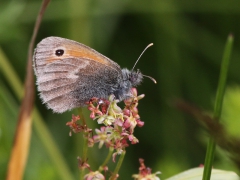 Kamgräsfjäril (Coenonympha pamphilus, Small Heath) Bäckaslövs Gärde, Bokhultets NR, Växjö, Sm.