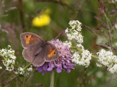 Slåttergräsfjäril (Maniola jurtina, Meadow Brown) Bäckaslövs gärde, Bokhultets NR, Växjö, Sm.