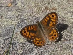 Svingelgräsfjäril, hane (Lasiommata megera, Wall Brown) Västernäs, Ramdala, Bl.