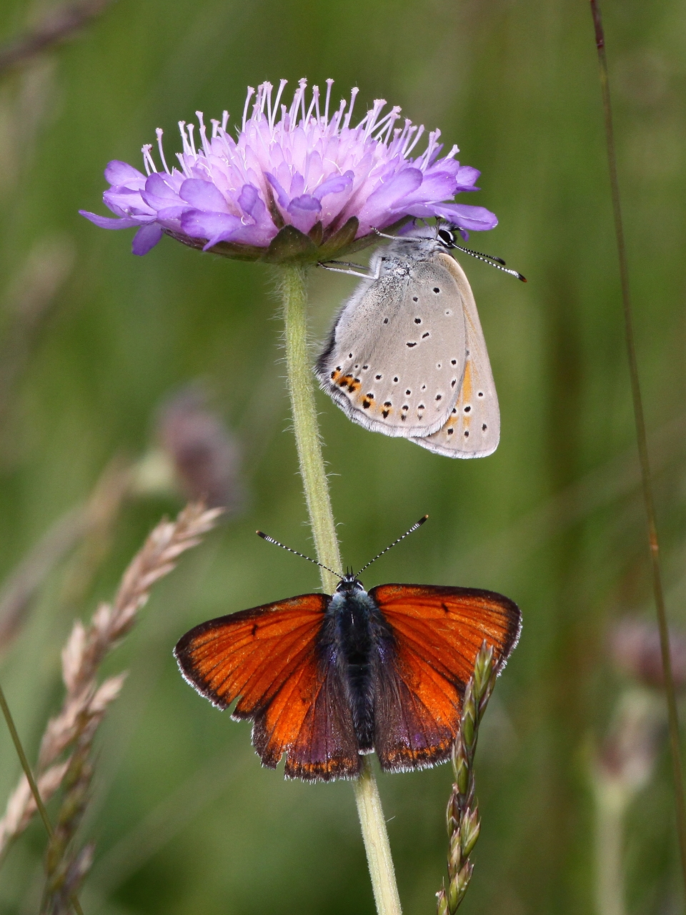 Violettkantad guldvinge, par (Lycaena hippothoe, Purple Edged Copper) Bäckaslövs Gärde, Bokhultet NR, Växjö, Sm.