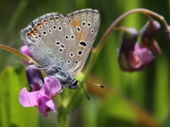 Violettkantad guldvinge (Lycaena hippothoe, Purple Edged Copper) Bäckaslövs Gärde, Bokhultet NR, Växjö, Sm.