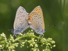 Violettkantad guldvinge par (Lycaena hippothoe, Purple Edged Copper) Bäckaslövs Gärde, Bokhultet NR, Växjö, Sm.