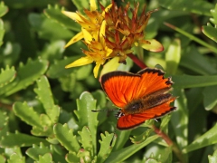 Vitfläckig guldvinge, hane (Lycaena virgaureae, Scarce Copper) Eksholm, Hyby, Sk.