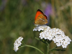 Vitfläckig guldvinge, hane (Lycaenae virgaureae, Scarce Copper) Västernäs, Ramdala, Bl.