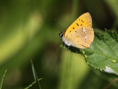 Vitfläckig guldvinge (Lycaena virgaureae, Scarce Copper) Grinduga, Gävle, Gstr.