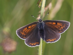 Violettkantad guldvinge, hona (Lycaena hippothoe, Purple Edged Copper) Bäckaslövs Gärde, Bokhultet NR, Växjö, Sm.