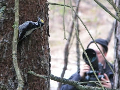 Tretåig hackspett (Picoides tritridactyus, Three-toed Woodpecker) Skårtaryds urskog, Växjö, Sm.