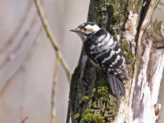 Mindre hackspett,hona (Dendrocopos minor, Lesser Spotted Woodpecker) Härlöv, Kristianstad kommun,  Sk.