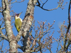 Gröngöling, hane (Picus viridis, Eur. Green Woodpecker) Södra Bergundasjön, Växjö, Sm.