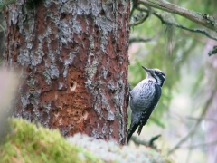 Tretåig hackspett (Picoides tritridactyus, Three-toed Woodpecker) Skårtaryds urskog, Växjö, Sm.