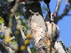 Större hackspett, hane + juv (Dendrocopos major, Great Spotted Woodpecker) Västernäs, Ramdala, Bl.