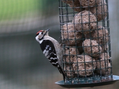 Mindre hackspett, hane (Dendrocopos minor, Lesser Spotted Woodpecker) Söder, Växjö, Sm.